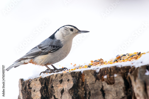 White-breasted nuthatch is standing on a stump with seeds in winter. photo