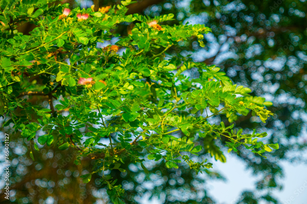 Samanea with large buttress at the base. The diameter of the trunk and canopy of Samanea is very large, sometimes the canopy of Samanea is up to 30 m wide, more than the height of Samanea