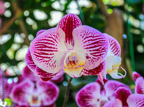 Close up beautiful pink orchid photo