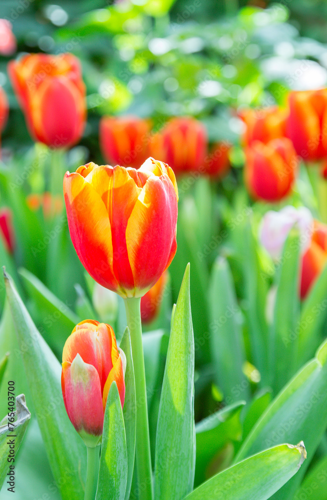 Close up group of red tulips in the park. Close up group of red tulips in the park.