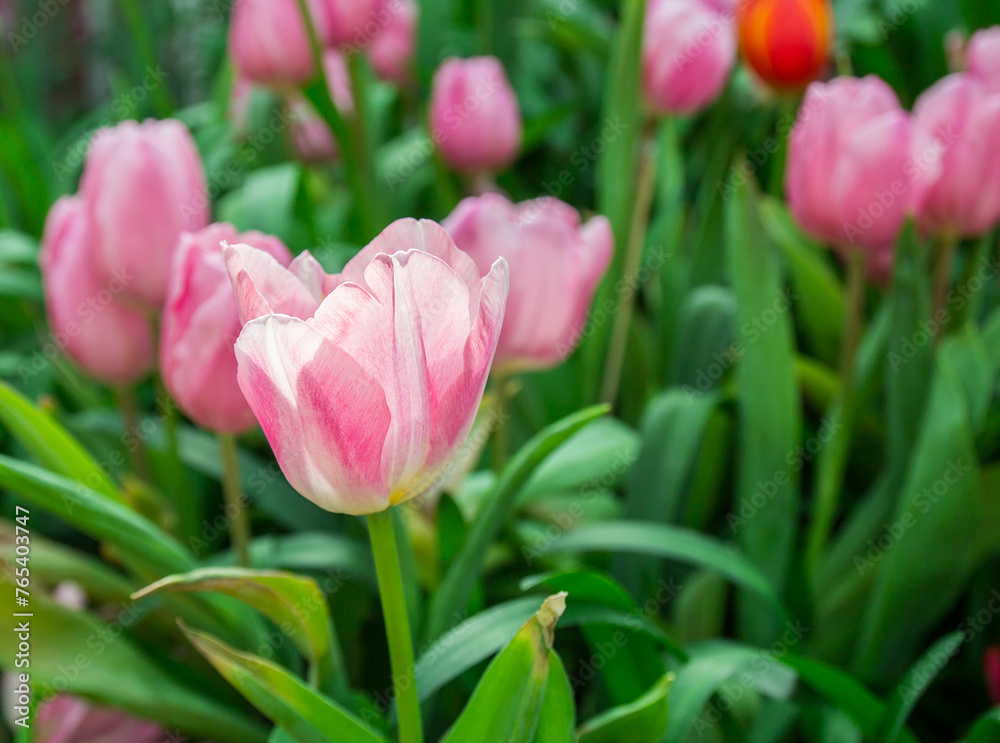 Close up group of pink tulips in the park Close up group of pink tulips in the park
