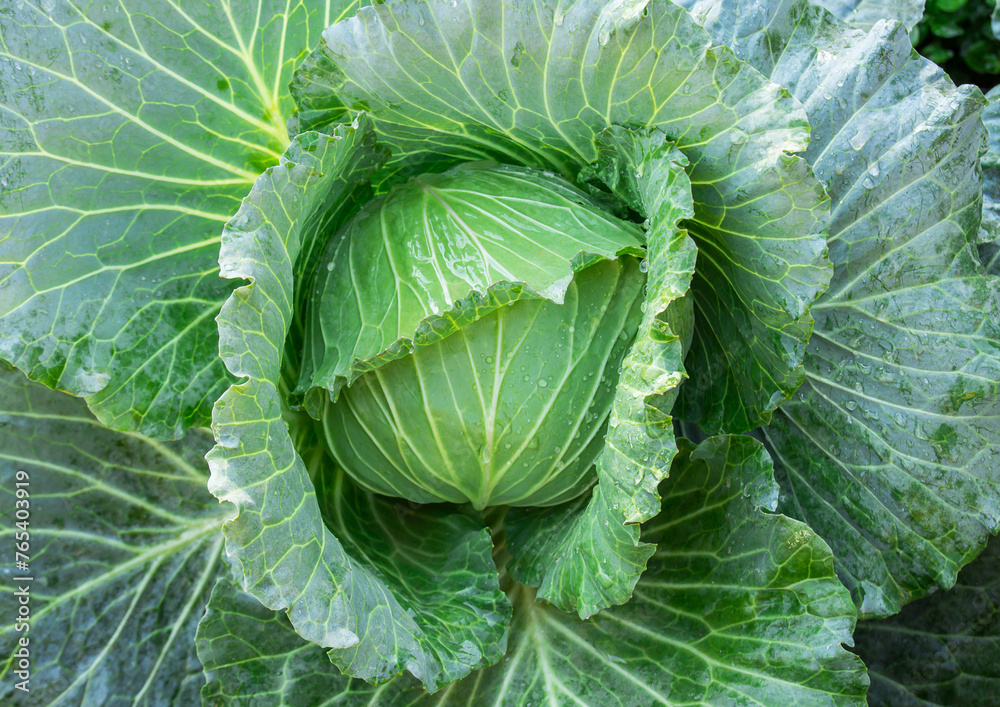 Head of fresh cabbage with a lot of leaves. Head of fresh cabbage with a lot of leaves.