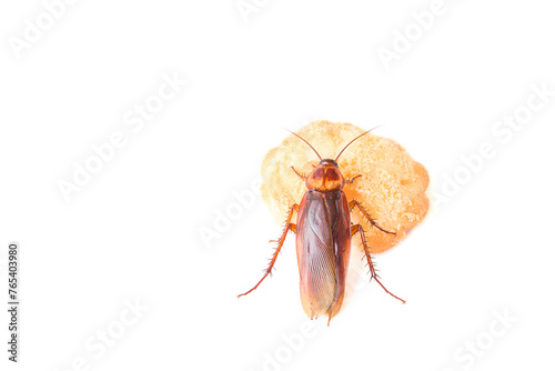 Cockroach eating a cookies on white background © nilawan
