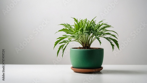 Fresh arugula grass in a brown pot on a wooden background, grown at home. © Ahmer
