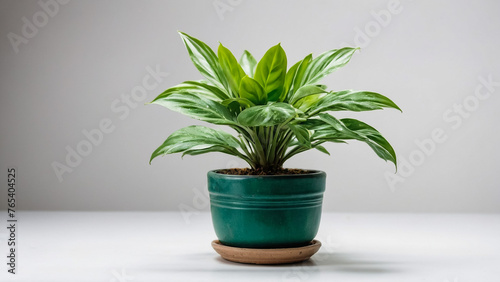 Fresh arugula grass in a brown pot on a wooden background, grown at home. © Ahmer