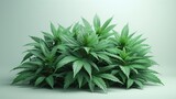cannabis drug marijuana bush. Marijuana cannabis green leaf herb white background.