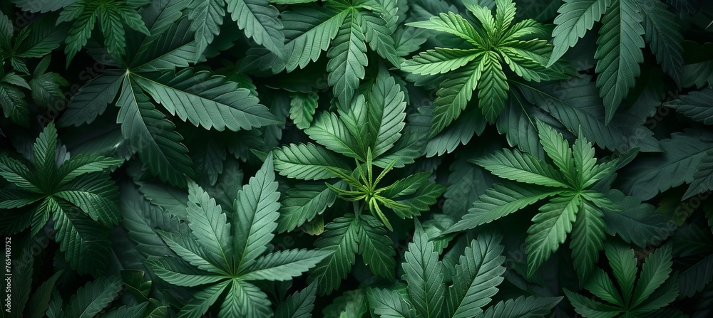 cannabis drug marijuana plant leaves. Marijuana cannabis green leaf herb background. 2