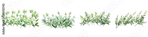 Beardtongue branches with green leaves watercolor illustration. Flat vector illustration isolated on white background