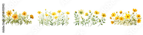Coreopsis branches with green leaves watercolor illustration. Flat vector illustration isolated on white background photo