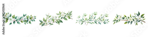 Coneflowerbranches with green leaves watercolor illustration. Flat vector illustration isolated on white background