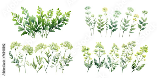 Yarrow branches with green leaves watercolor illustration. Flat vector illustration isolated on white background