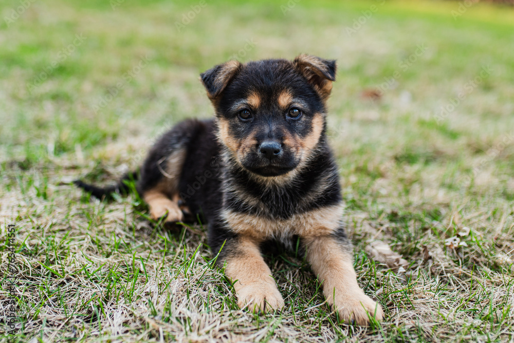 Mixed breed pup laying in the grass Mixed breed pup laying in the grass