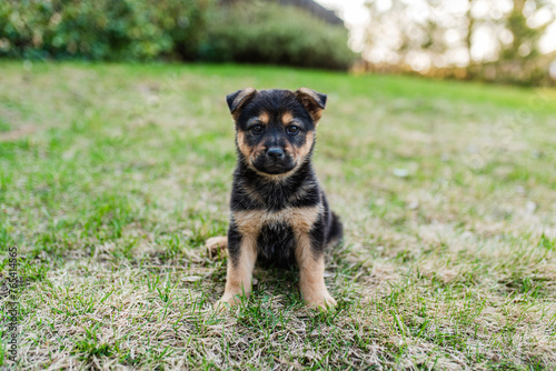 Cute brown and black puppy sitting on grass outdoors © Cavan
