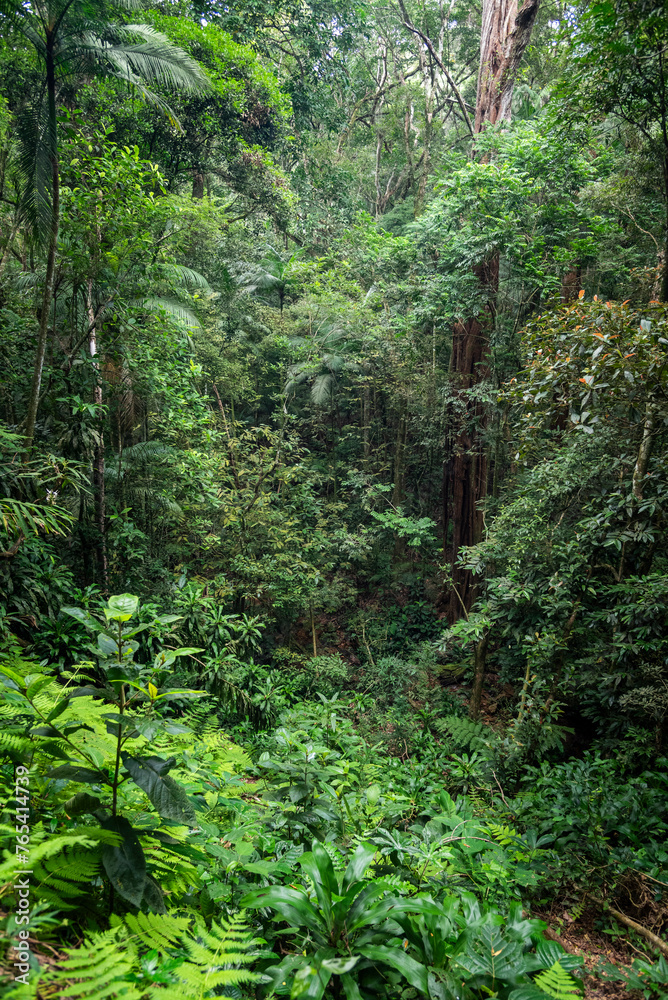 Green rainforest landscape in Tijuca Park, Rio de Janeiro Green rainforest landscape in Tijuca Park, Rio de Janeiro