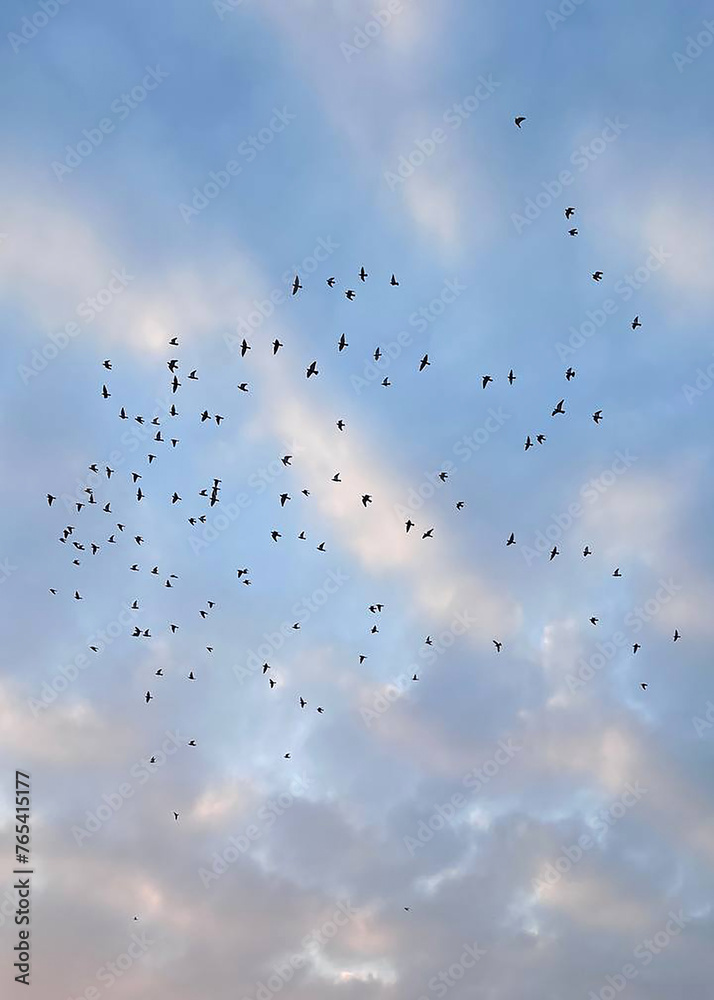 Black birds flying in flocks at sunset with pink clouds Black birds flying in flocks at sunset with pink clouds