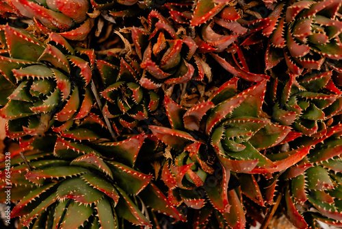 Green and red spikey succulent plant