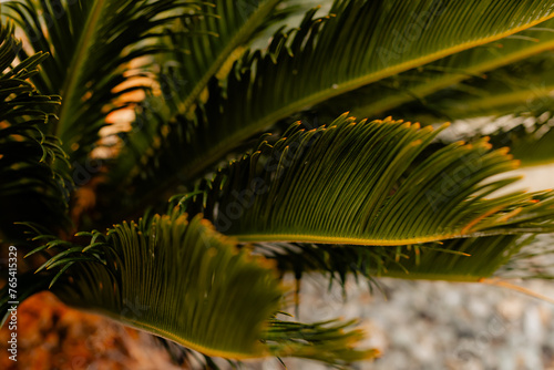 Vibrant green tropical mini palm tree leaves