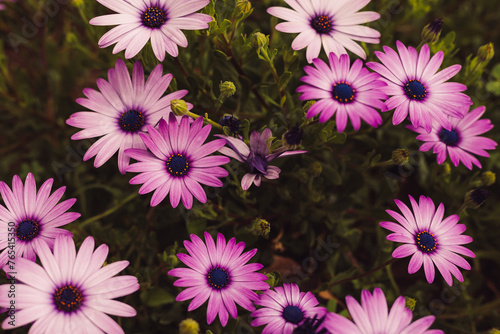Purple and lavender Spring flower African daisies with greenery