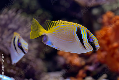 Marine fishes with beautiful corals