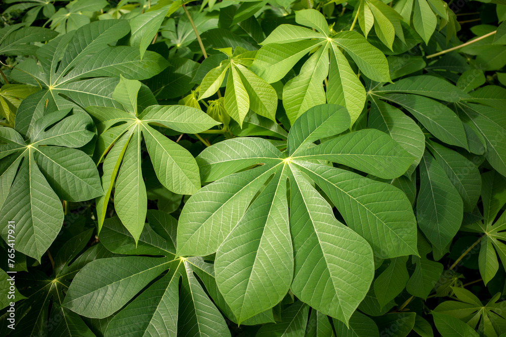 Cassava, Mandioa, Manioc, Tapioca trees (Manihot esculenta), young green leaves Cassava, Mandioa, Manioc, Tapioca trees (Manihot esculenta), young green leaves