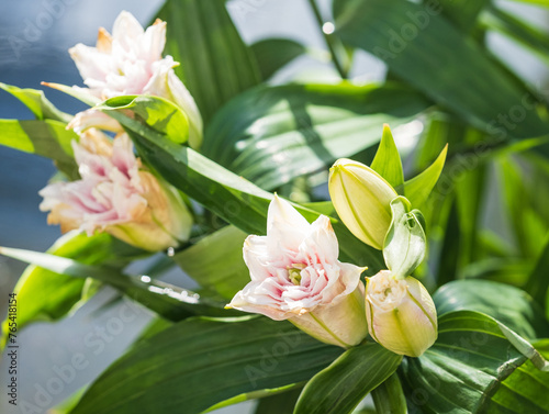 flowers and buds of peony lily close-up