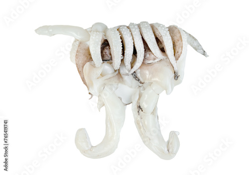 tentacles of squid isolated photo