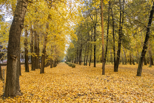 Fototapeta Naklejka Na Ścianę i Meble -  Beautiful autumn park. Autumn in Kemerovo. Autumn trees and leaves. Autumn Landscape. Beautiful romantic alley in a park with colorful trees and sunlight.