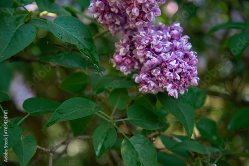 Beautiful lilac branches in close-up. Spring shrubs. The Botanical Garden.