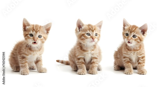 Three baby kittens 