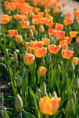 Fototapeta Naklejka Na Ścianę i Meble -  Blooming orange tulips garden in sunlight