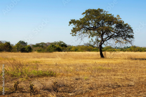 Summer landscape with blue sky  green grass  and trees in a rural savanna setting
