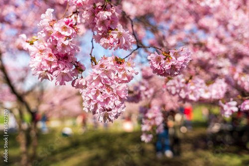 Japanese Cherry Blossom in close up view at the Munich Park during Spring time © Wolfgang Hauke