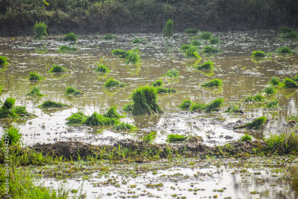 Rice Planting and cultivation. paddy plantation in the field. Rural wet farmland.