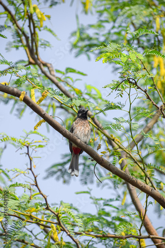Red vented bulbul resting on a tree. Cute bird, Pycnonotus cafer.