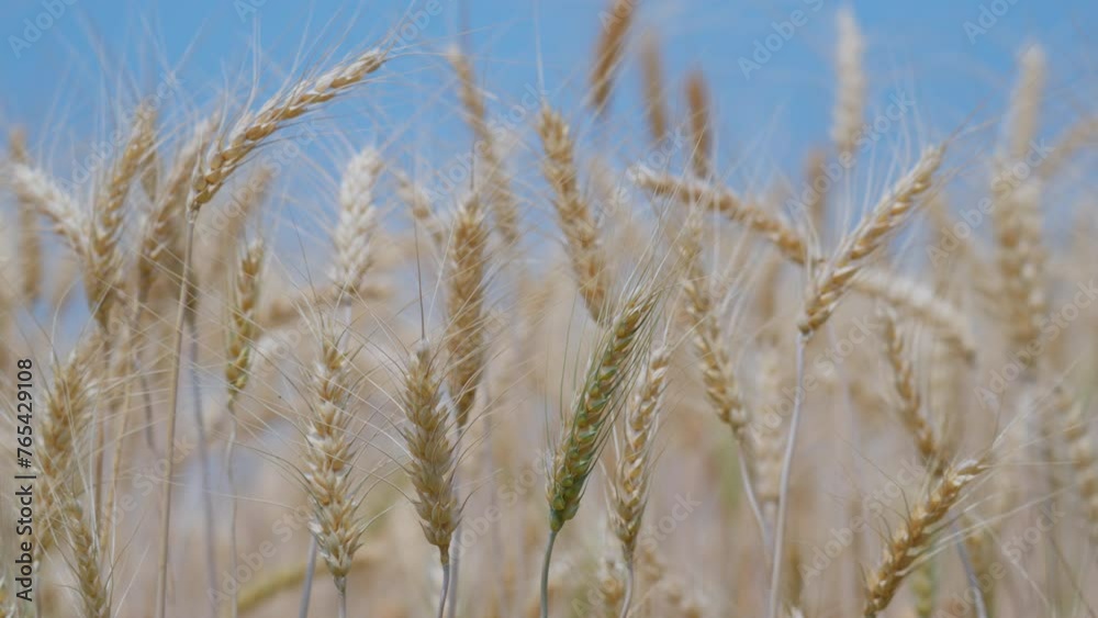 Close up of golden barley and wheat ears swaying by wind, closeup view in agricultural field in summer day, growing cereals for harvest season Close up of golden barley and wheat ears swaying by wind, closeup view in agricultural field in summer day, growing cereals for harvest season