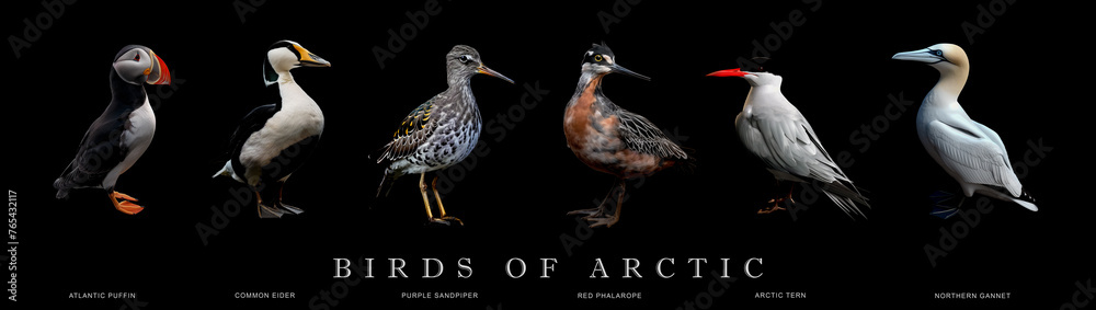 Obraz premium Six common birds of arctic on black background, poster, Generative AI image.