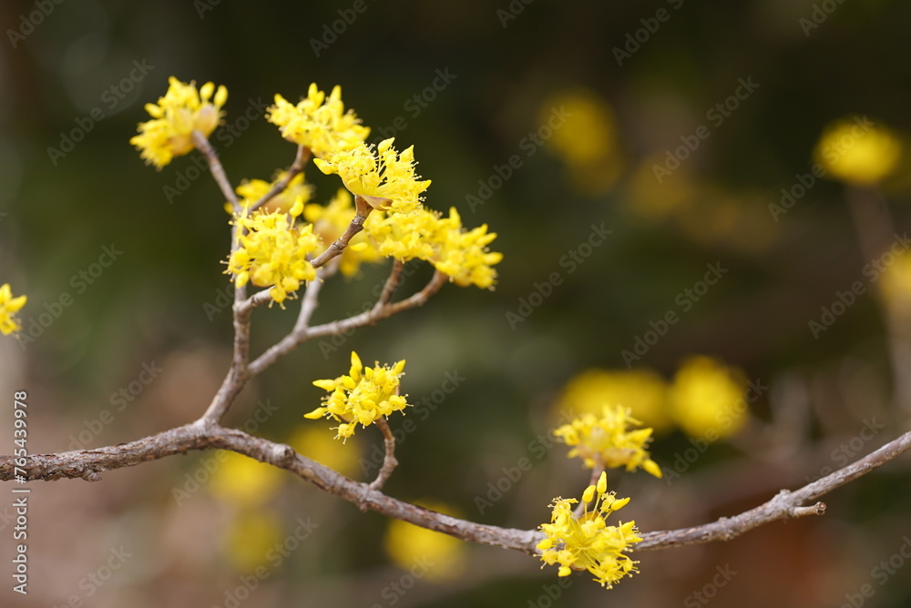 サンシュユの花 サンシュユの花