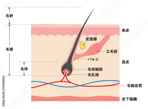 毛の構造,毛根,毛