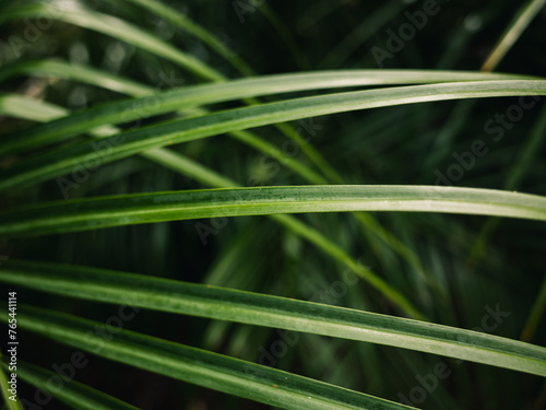 Green plant leaves