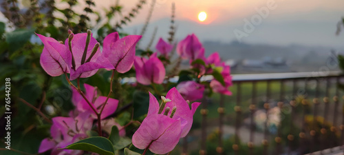 Luscious pink Bougainvillea flower with bubble blur of sun in background (sunrise time)