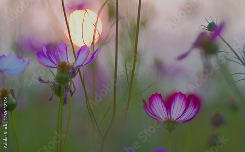 White pink cosmos with blur sun set in background