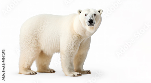 Polar Bear (Ursus maritimus) isolated on white background in Canada, North America