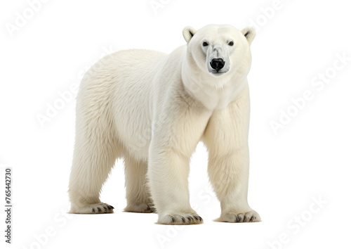 Polar Bear  Ursus maritimus  isolated on transparent background in Canada  North America  Png files