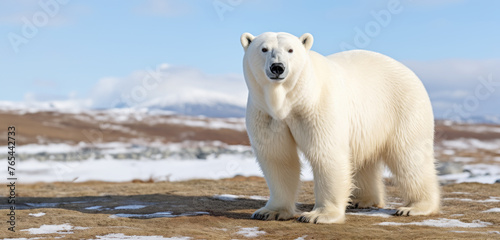 Polar bear (ursus maritimus) walking in the snow, in tundra Canada, North America