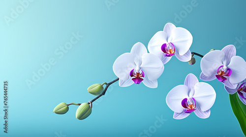 Pastel orchid bouquet  floral border on light background