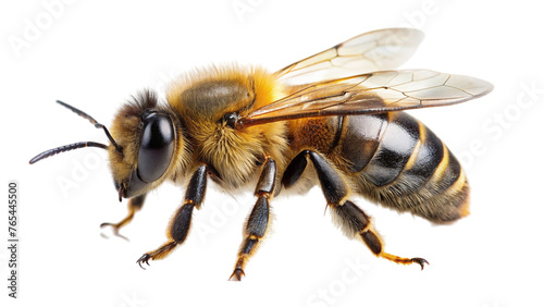 Bee isolated on transparent background. Apis mellifera. Honeybee. © shabbir