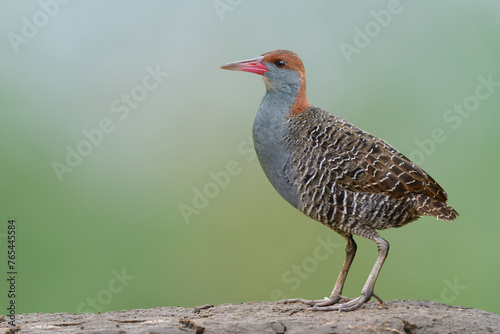 Rare bird of thailand, slaty-breasted rail proudly standing on dirt hill over fine green background
