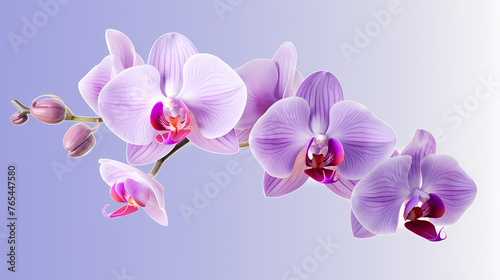 Close-up of orchid with ample copy space for text
