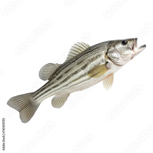 White striped bass fish isolated on transparent background