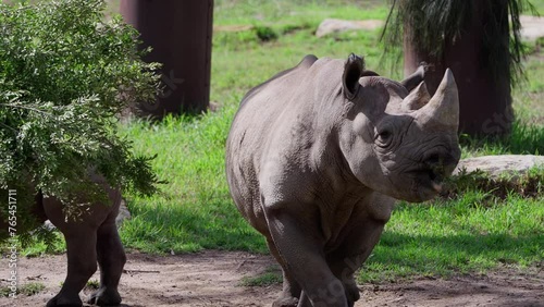 Rhinoceros eating green leaves while walking in its zoo enclosure on a sunny day photo